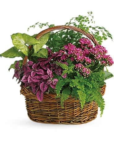 Basket of mixed potted plants with pink flowers and purple foliage