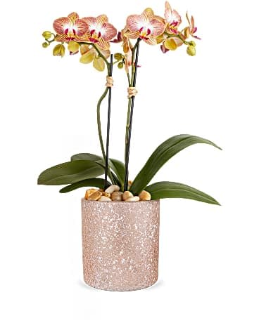 Potted orchid arrangement with pink blooms in a textured container