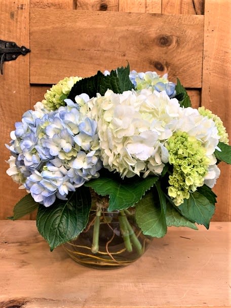 Heavenly Hydrangea - Beautiful white, blue and green Hydrangea are arranged in a bubble bowl, creating this truly delightful look.  TMF13-204