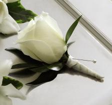 White rose boutonniere with dark green leaves on a white background