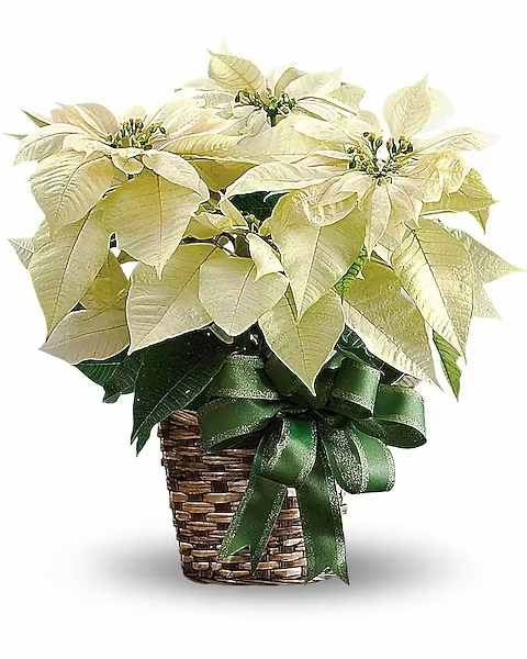 Potted poinsettia arrangement in a woven basket with a green ribbon