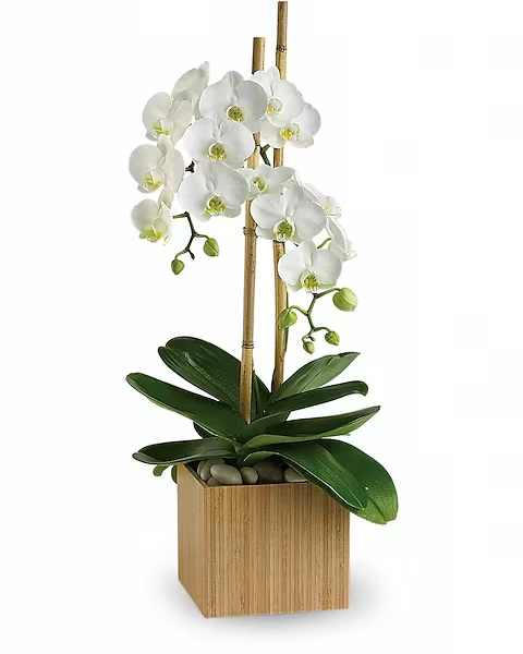 White orchid arrangement in a wooden planter with bamboo stakes