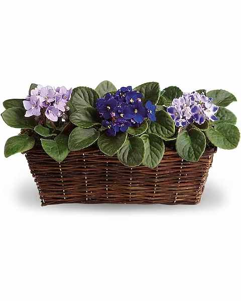Three African violet plants in a wicker basket planter