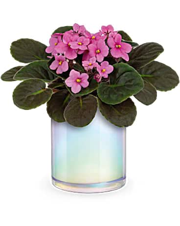 Pink potted flowers in an iridescent glass vase