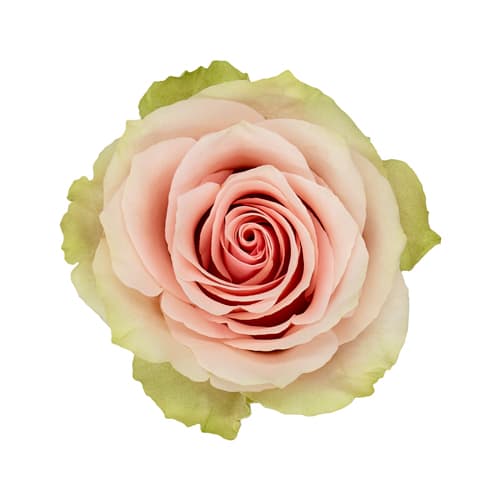 Single open blush pink rose bloom with softly curling petals