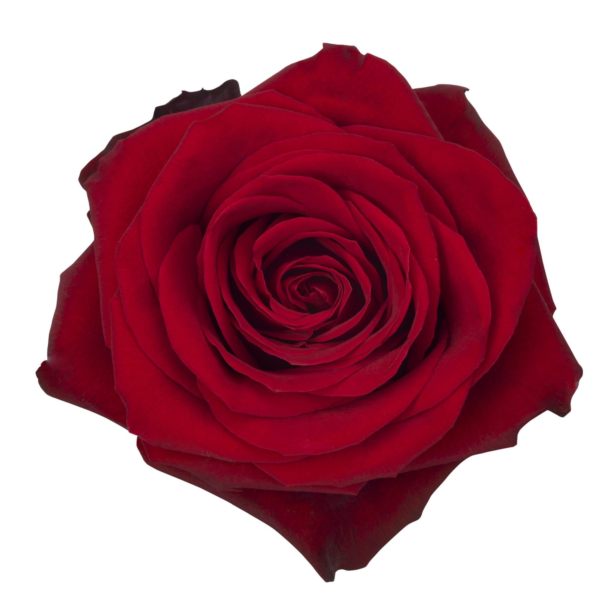Single open red rose bloom seen from above on a white background