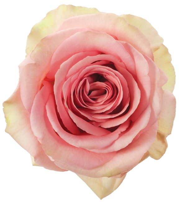 Single open pink rose bloom with cream-tinted outer petals, shown from above