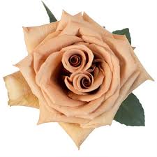 Single peach rose bloom with tightly layered petals against a white background
