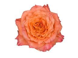 Single peach-orange rose bloom with ruffled petals on a white background