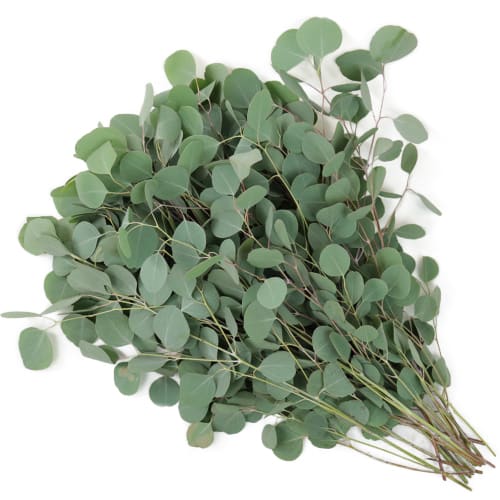 Bundle of silver dollar eucalyptus stems with round blue-green leaves fanned out on a white background