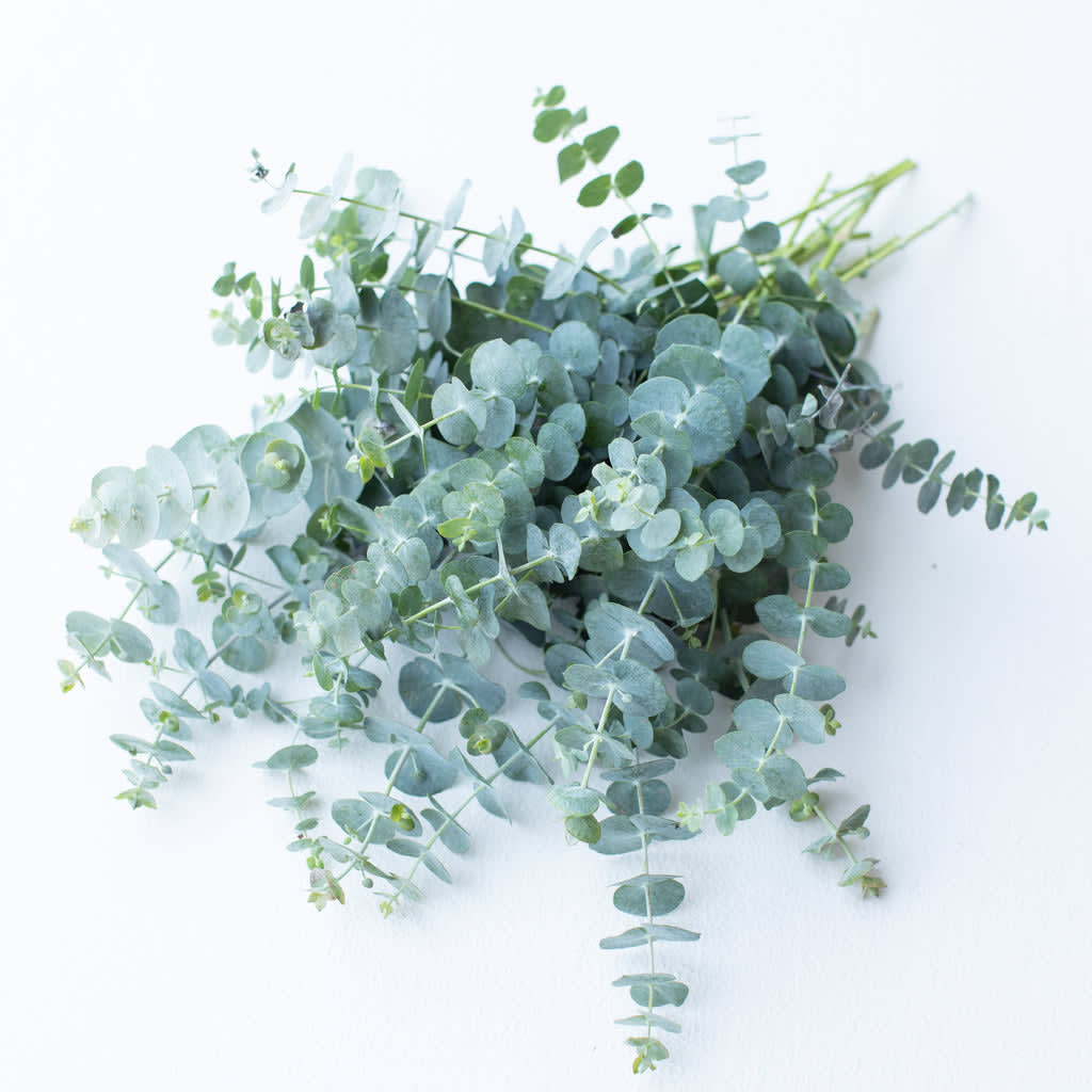 Bundle of silver-blue eucalyptus stems on a white background