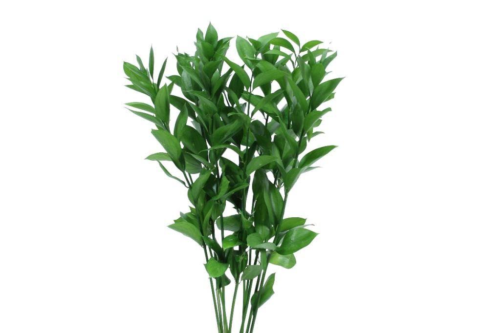 Bunch of tall green foliage stems on a white background