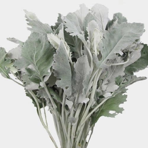 Bundle of silvery-green dusty miller foliage