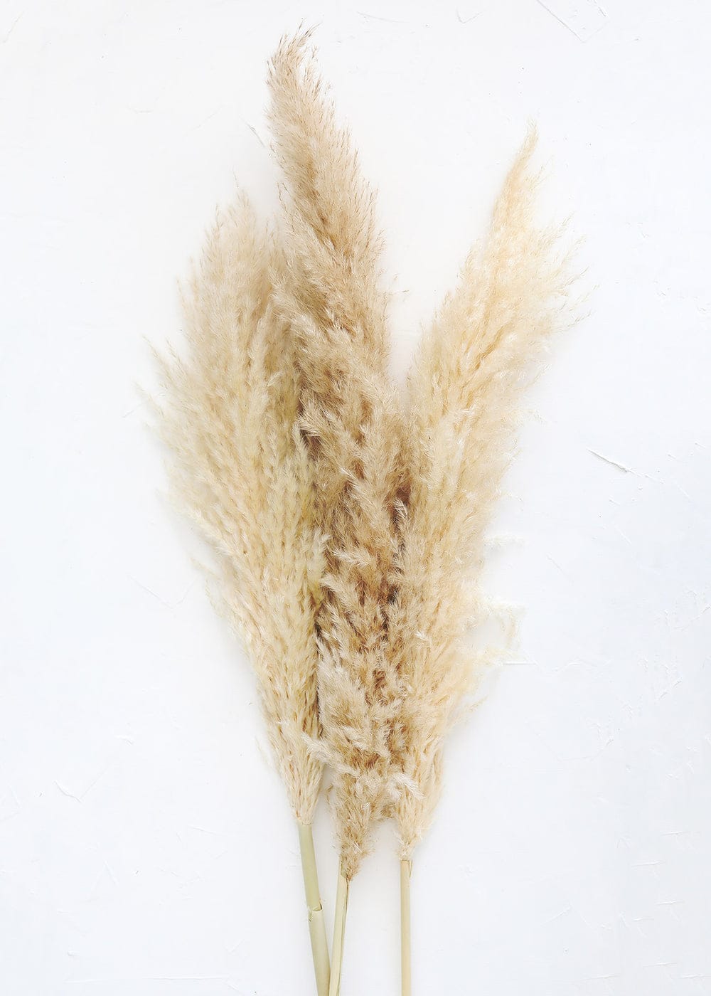 Pampas Grass (5 stems) Bunch  - Pampas Grass Bunch Please read the following instructions before placing your order.  Bulk flower orders placed through our online site must be placed two days in advance from the desire pick up date, that will give us enough time to get it ready for you in case we do not have the item available in store. To check availability of the item you could contact our location in Tustin for more information. If you place the order with no anticipation time your order must be canceled.  155 W. First St. Tustin, CA. 92780 (714) 368-9845  Mon-Fri 8 a.m. - 6 p.m. Saturday 8 a.m - 5 p.m. Sunday 10 a.m. - 2 p.m.