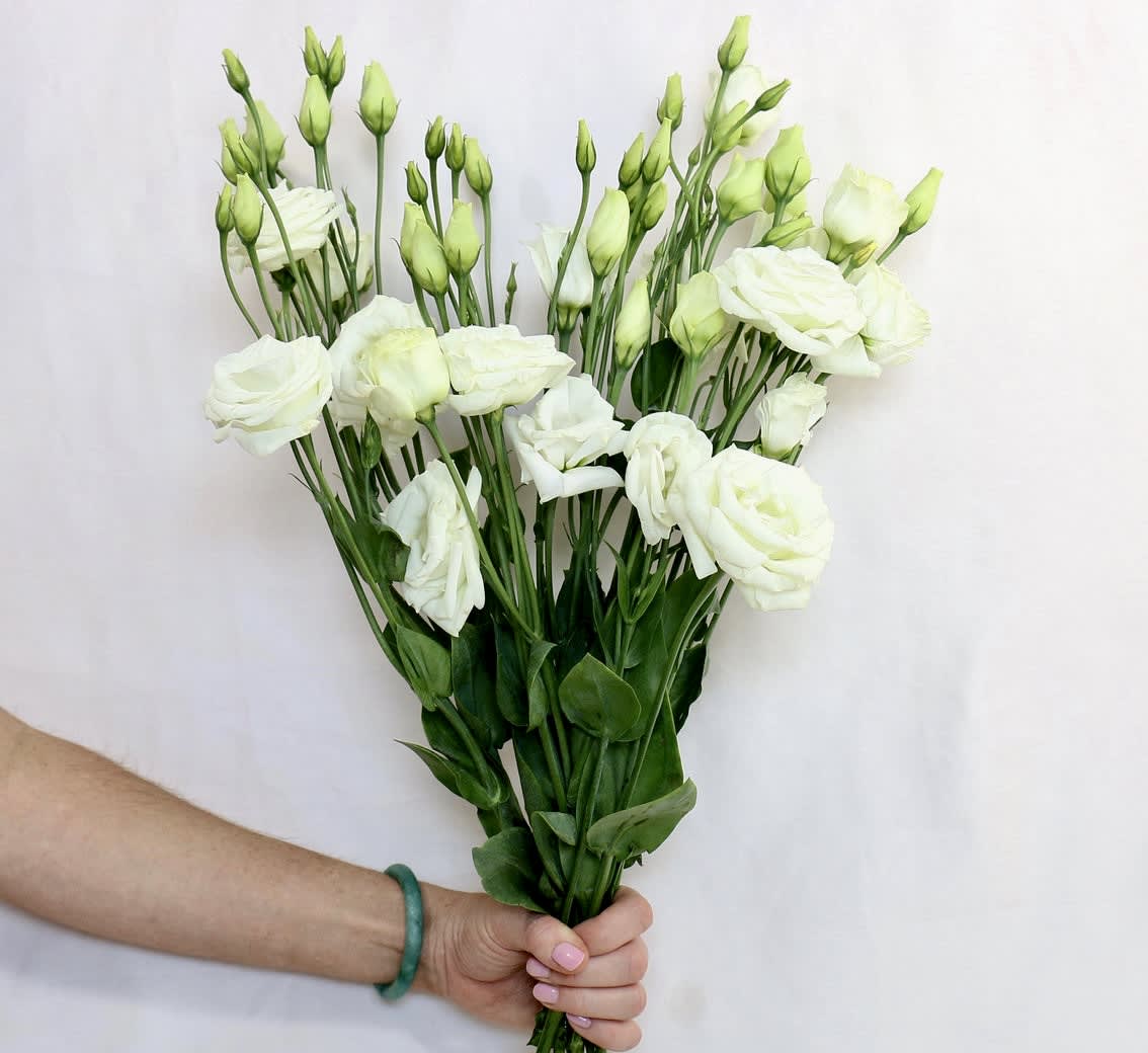 Hand holding a loose bunch of white lisianthus stems with many buds against a plain background