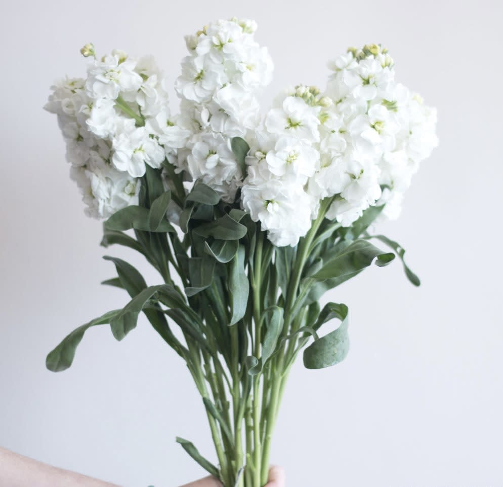 Hand holding a bundle of tall white stock flowers against a plain background