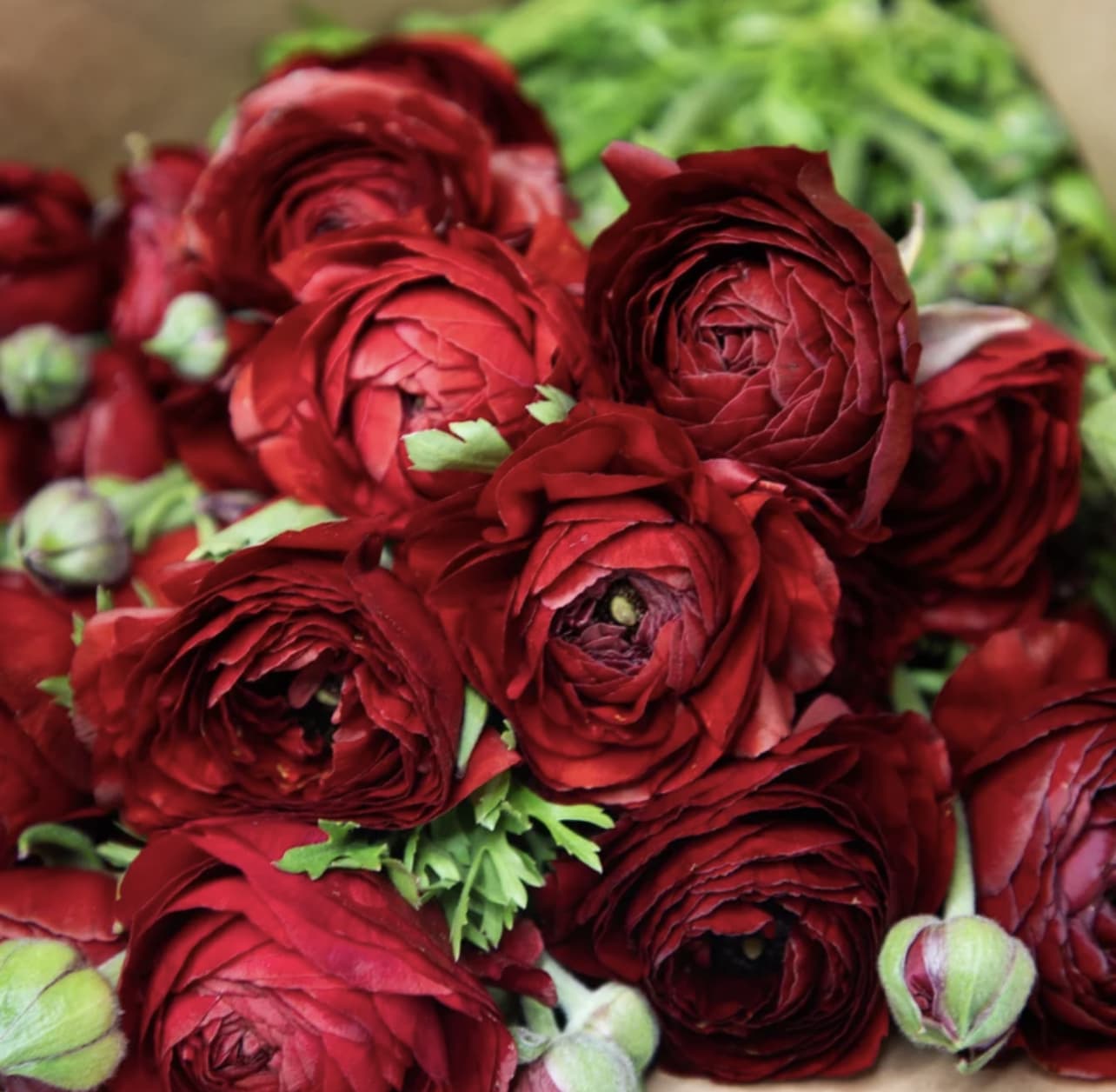 Cluster of deep red ranunculus blooms with green buds