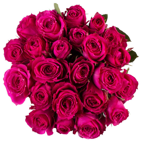 Bouquet of bright pink roses on a white background