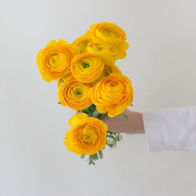 Handheld bouquet of bright yellow ranunculus flowers