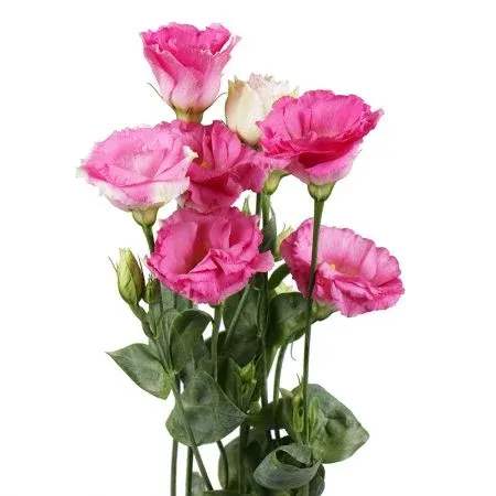 Pink lisianthus flowers with green stems and buds