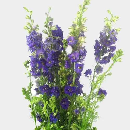 Tall bouquet of purple flowers with bright green stems