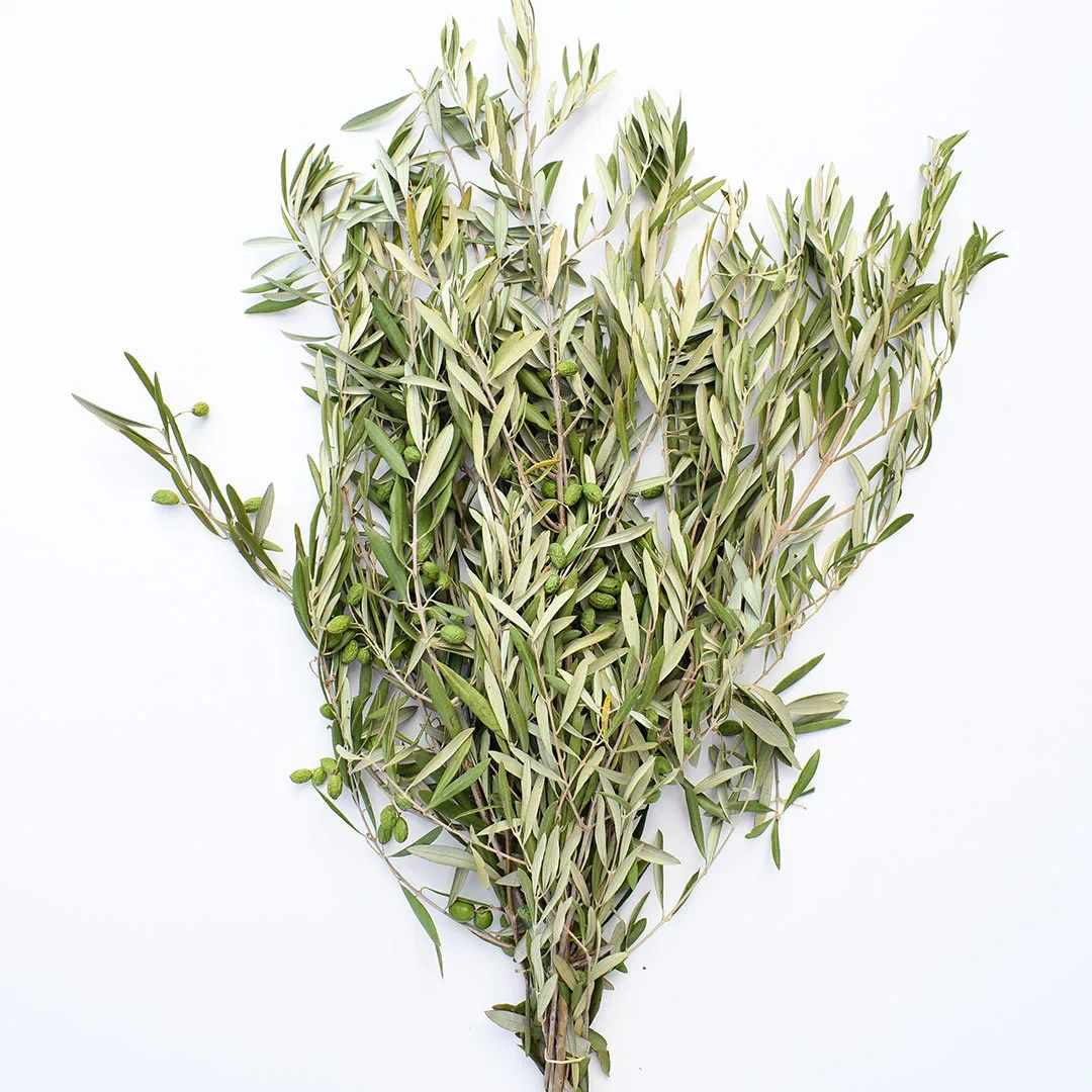 Bundle of olive branches with narrow green-gray leaves and small green olives
