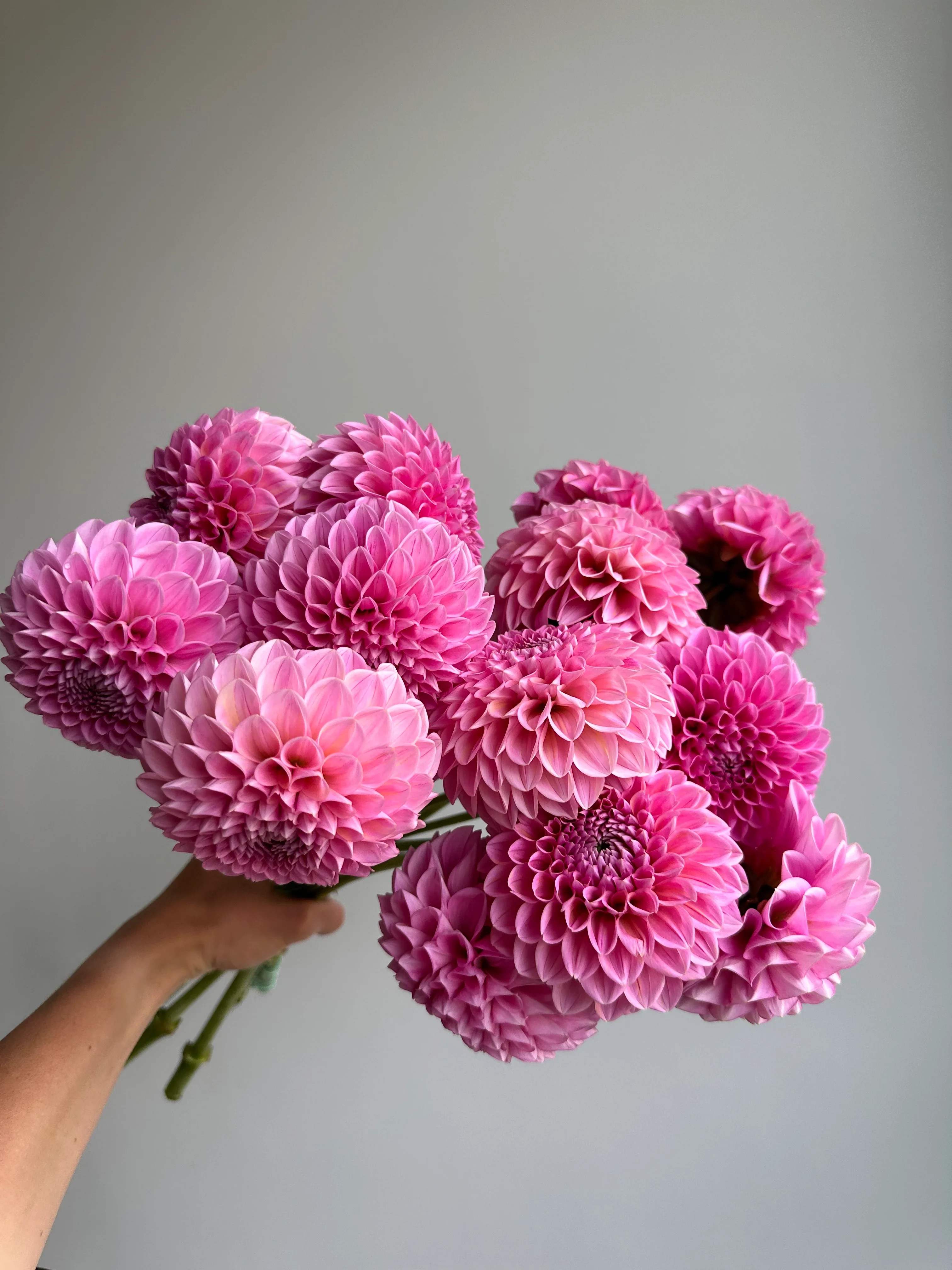 Handheld bouquet of pink dahlias against a plain gray background