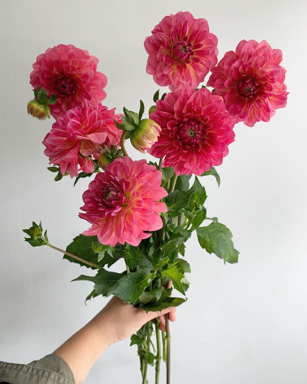Hand-held bunch of bright pink dahlia-style blooms with long stems against a plain background