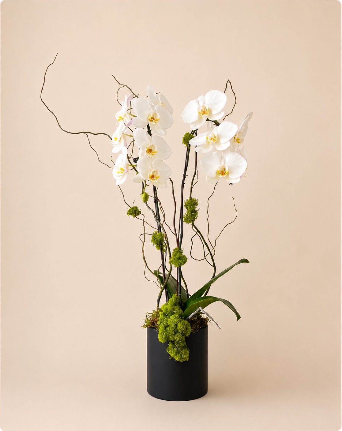 White orchids in a black cylindrical vase with curly branches