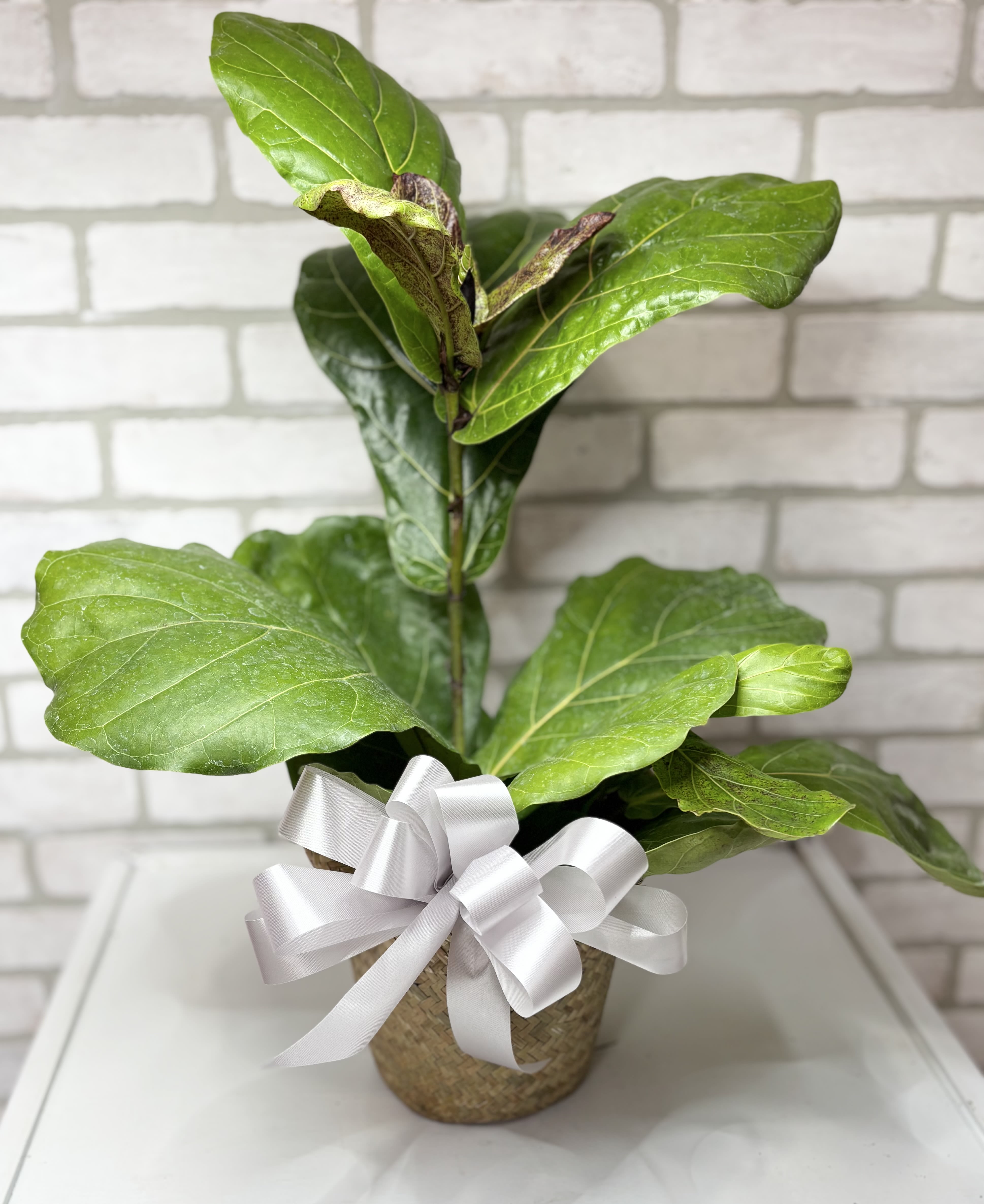 Potted green fiddle leaf fig plant with a white ribbon bow