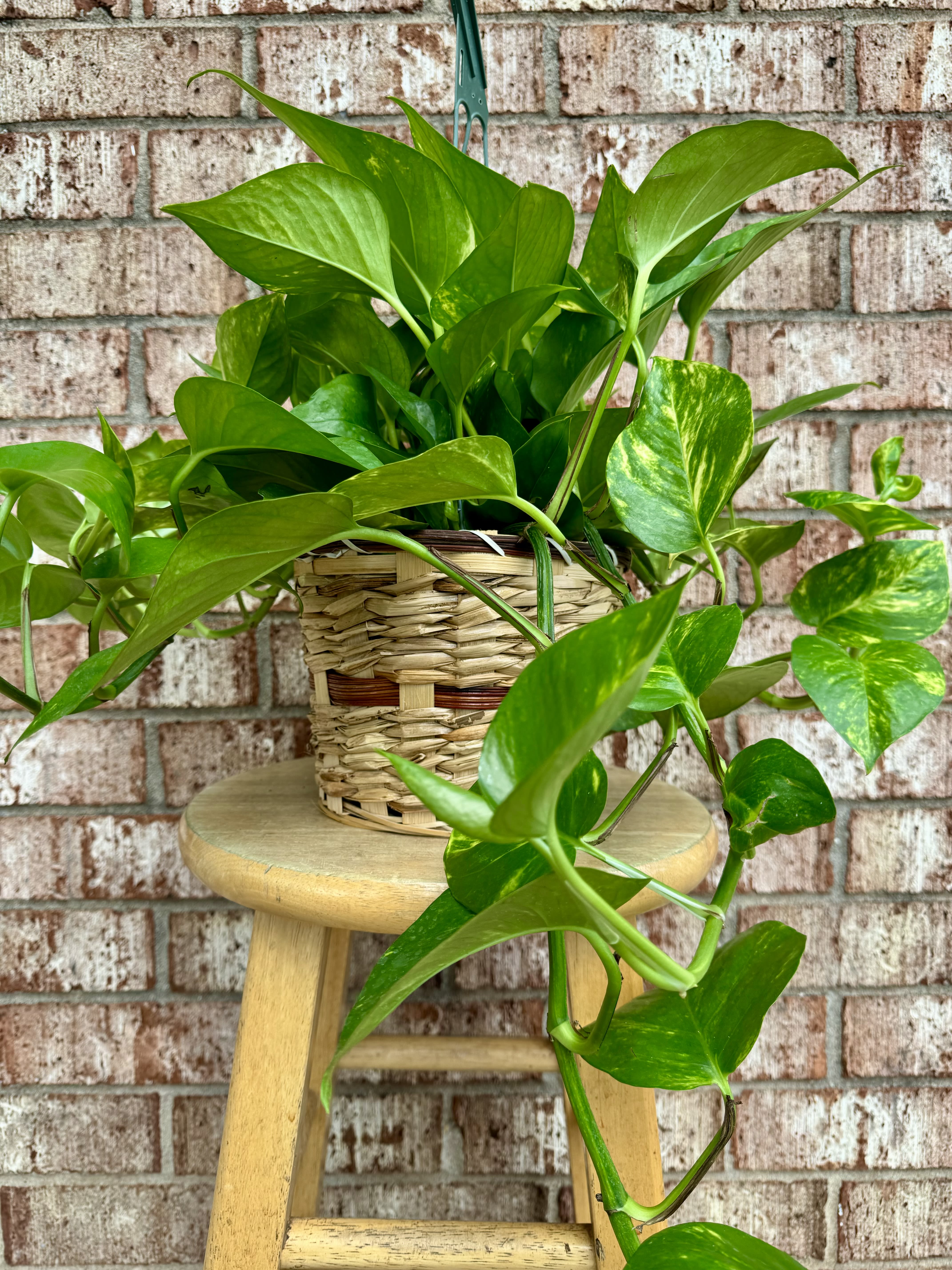 Potted pothos plant in a woven basket on a stool