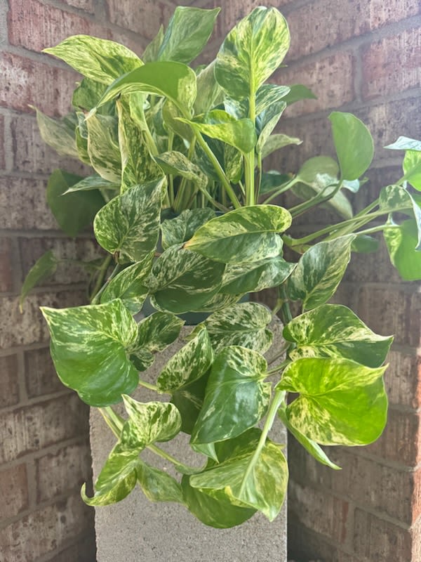 Variegated pothos plant in a gray planter