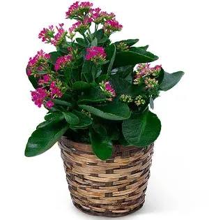 Potted plant with pink flowers in a woven basket