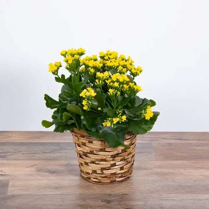 Yellow flowering plant in a woven basket pot