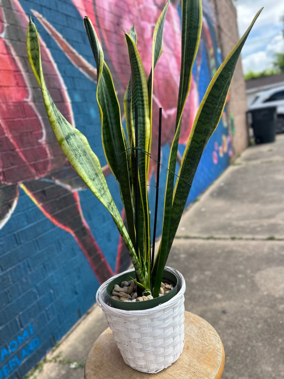 Snake Plant - Snake Plant placed in a wicker basket and dressed with a bow. 