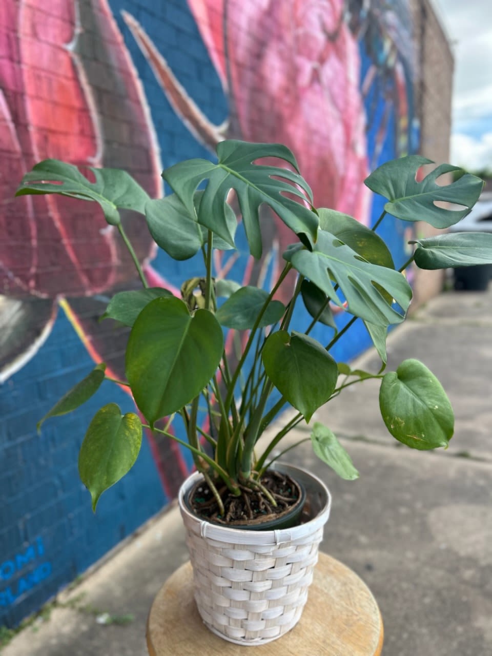 Monstera Plant - Monstera Plant placed in a wicker basket and dressed with a bow. 