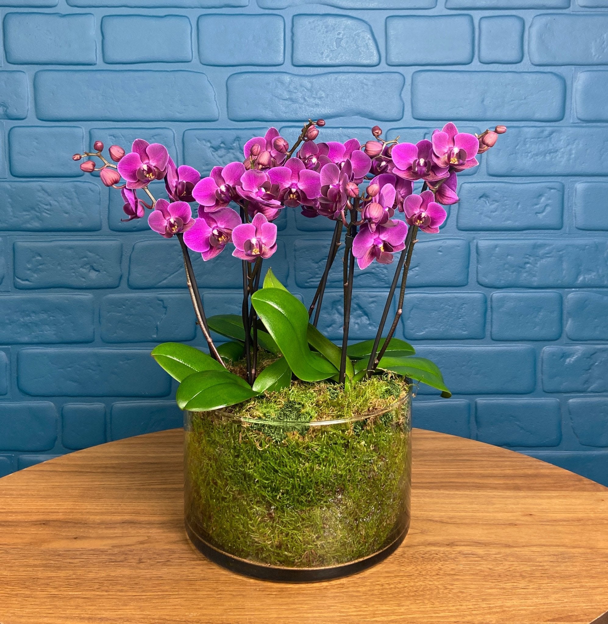 Blissford Orchid  Centerpiece Purple  - Choose your colour palette- we’ll select the most beautiful orchid variety currently in bloom. Each variety has its own unique charm, with differences in flower shade, size, and pattern that make every plant special.
