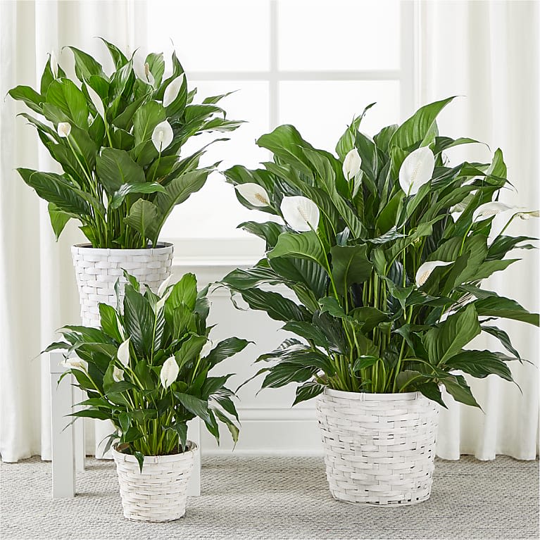 Peace Lily Plant  - A beautiful blooming plant that is suitable for their home or office, known for its symbolism of tranquility and spiritual renewal. 