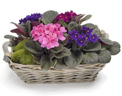A Basket of African Violet - A Basket of African Violet  typically refers to a collection of small, delicate flowering plants native to Tanzania and other parts of East Africa.