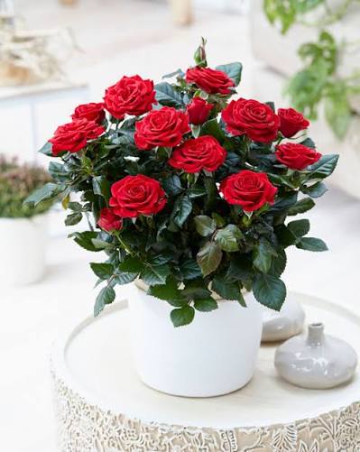 Red roses arranged in a white pot