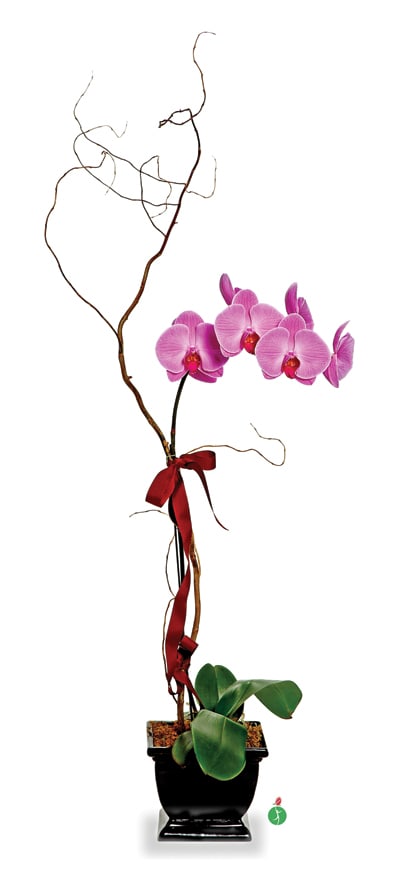 Lavender Phalaenopsis Orchid - One perfect lavender potted phalaenopsis orchid plant is accented with a curling branch, and presented with a ribbon bow tied right around the middle. This low-maintenance, long-lasting and exotic gift will create quite an impression!