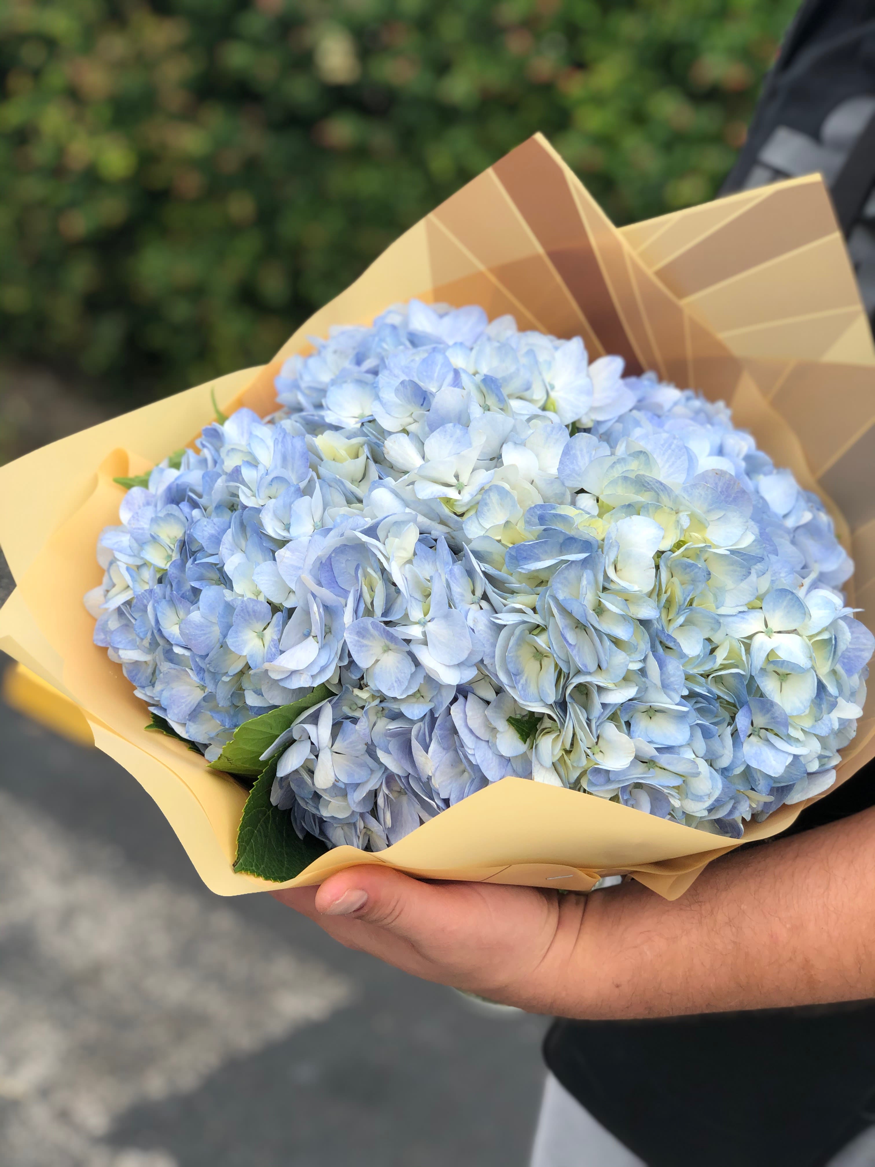 Blue Sky Hydrangea — Fresh Blue Hydrangea Bouquet - Elegant. Beautiful. Extraordinary. A grouping of premium Hydrangea flowers  in a clear glass cylinder vase. This classy arrangement is a popular choice for both wedding centerpieces and for the distinguished gentleman. Also perfect as a thank you, congratulations or simply just because gift. Standard size is approximately 8in (W) x 11in (H). Deluxe and Premium versions are larger.  Standard – 3 Stems of Hydrangeas - Cylinder Vase (As Pictured) Deluxe – 5 Stems of Hydrangeas -  Cylinder Vase Premium – 10 Stems of Hydrangeas -  Cylinder Vase  Care Tips: Place your bouquet in a cool location. Don't put the arrangement in direct sunlight, near heating or cooling vents, in drafty places, directly under ceiling fans, or on top of televisions or radiators. Check water level daily, keep the vase full with clean water. Change water every 2-3 days and apply a sharp fresh cut to the stems. This process will ensure extended flower's life span.