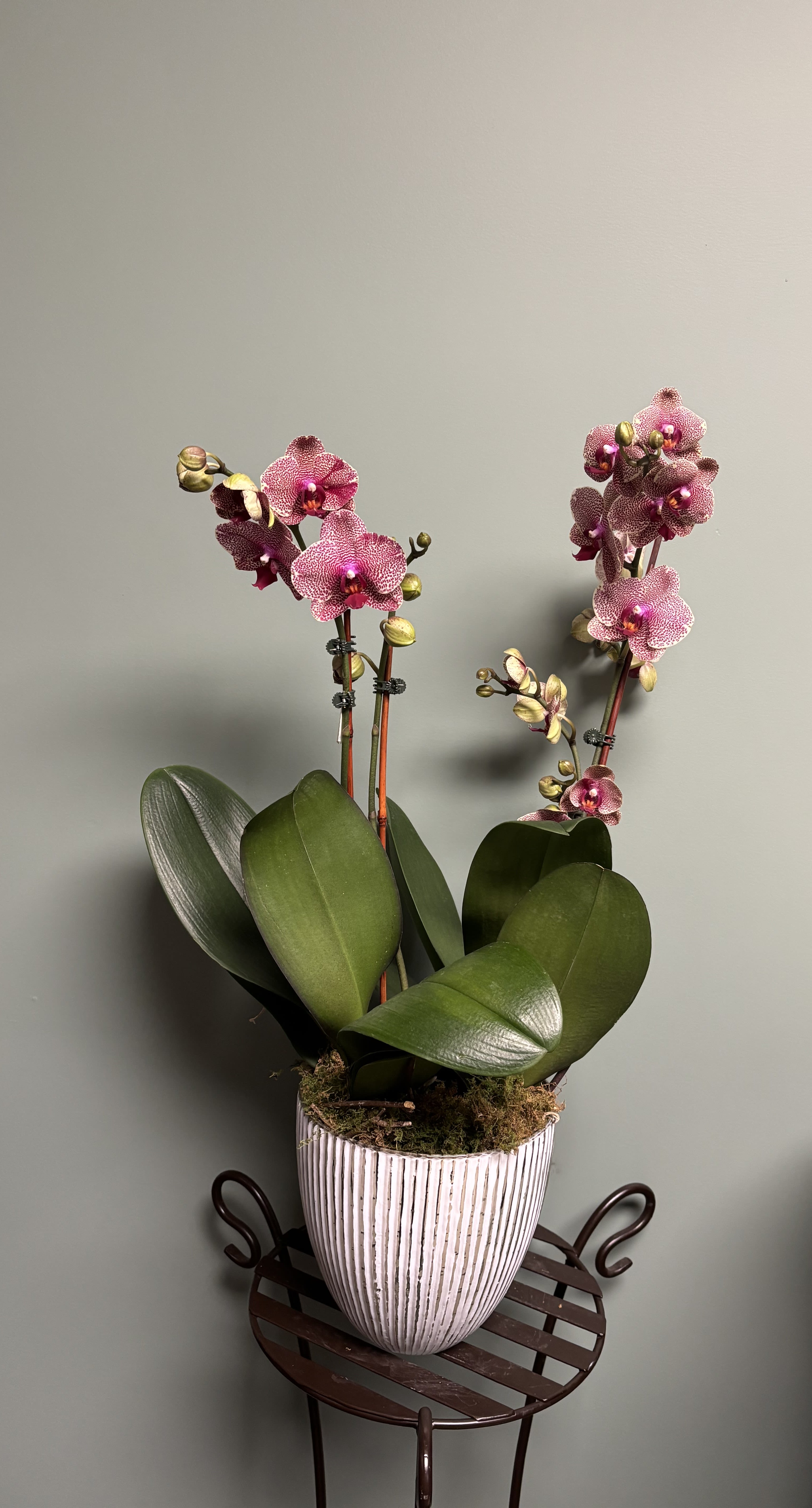 Potted pink orchids in a white ribbed planter on a metal stand