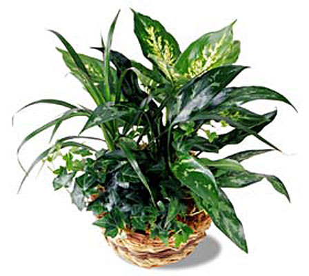 FTD Exotic Assortment   - This mix of green plants in a basket works together in perfect harmony. A terrific treat to send anytime.  Approximately 15"H x 9.5"W