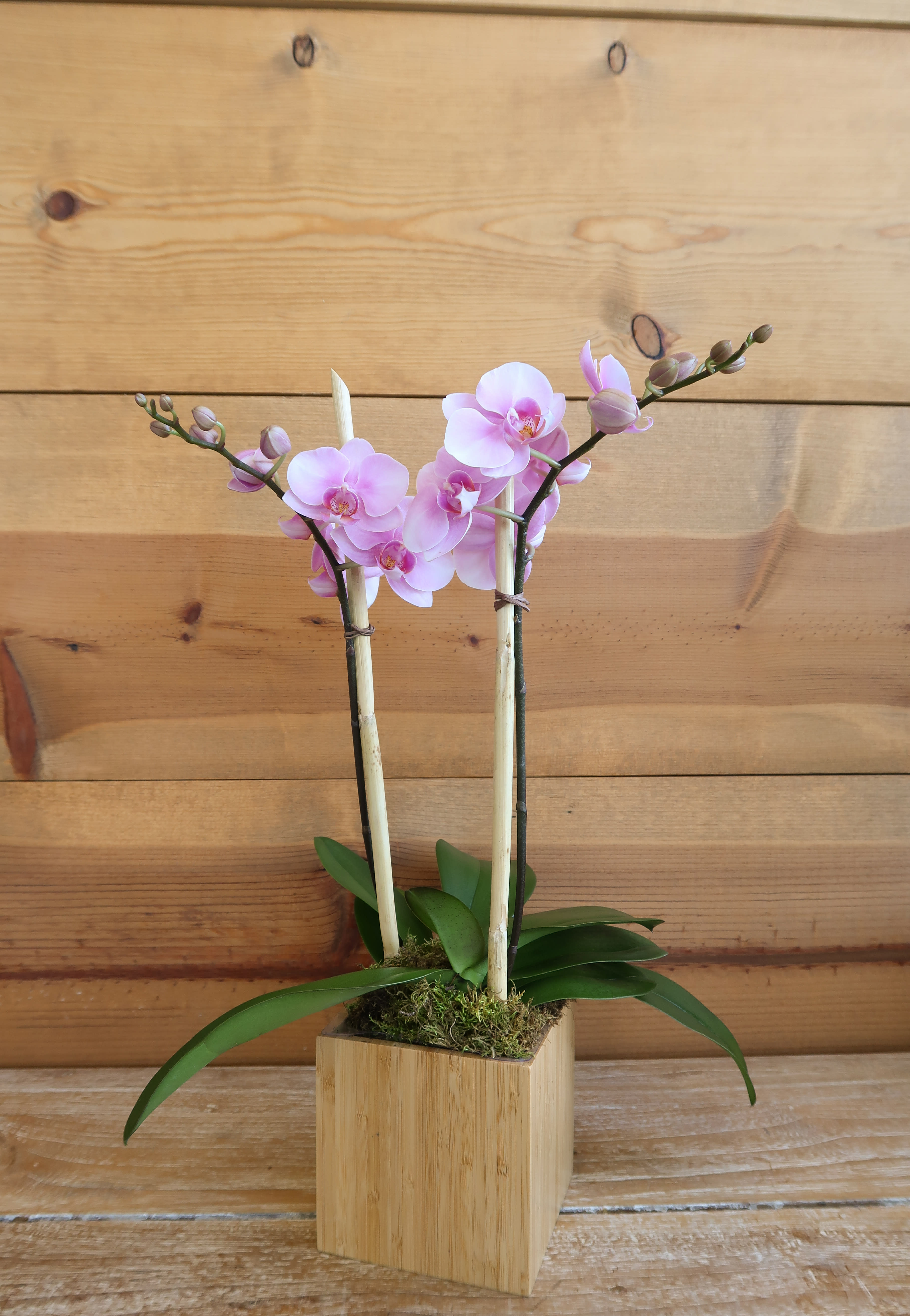 Mini Orchid Garden - Pure elegance. That's what these divine mini phaleanopsis orchids deliver.  They're beautiful upon arrival, and what's even more beautiful is that these amazing plants are easy to take care of, and can blossom for months. Color will vary due to availability  Container will vary for a unique stylistic touch!