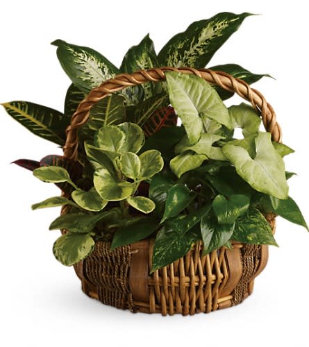 Basket of assorted green houseplants with variegated leaves