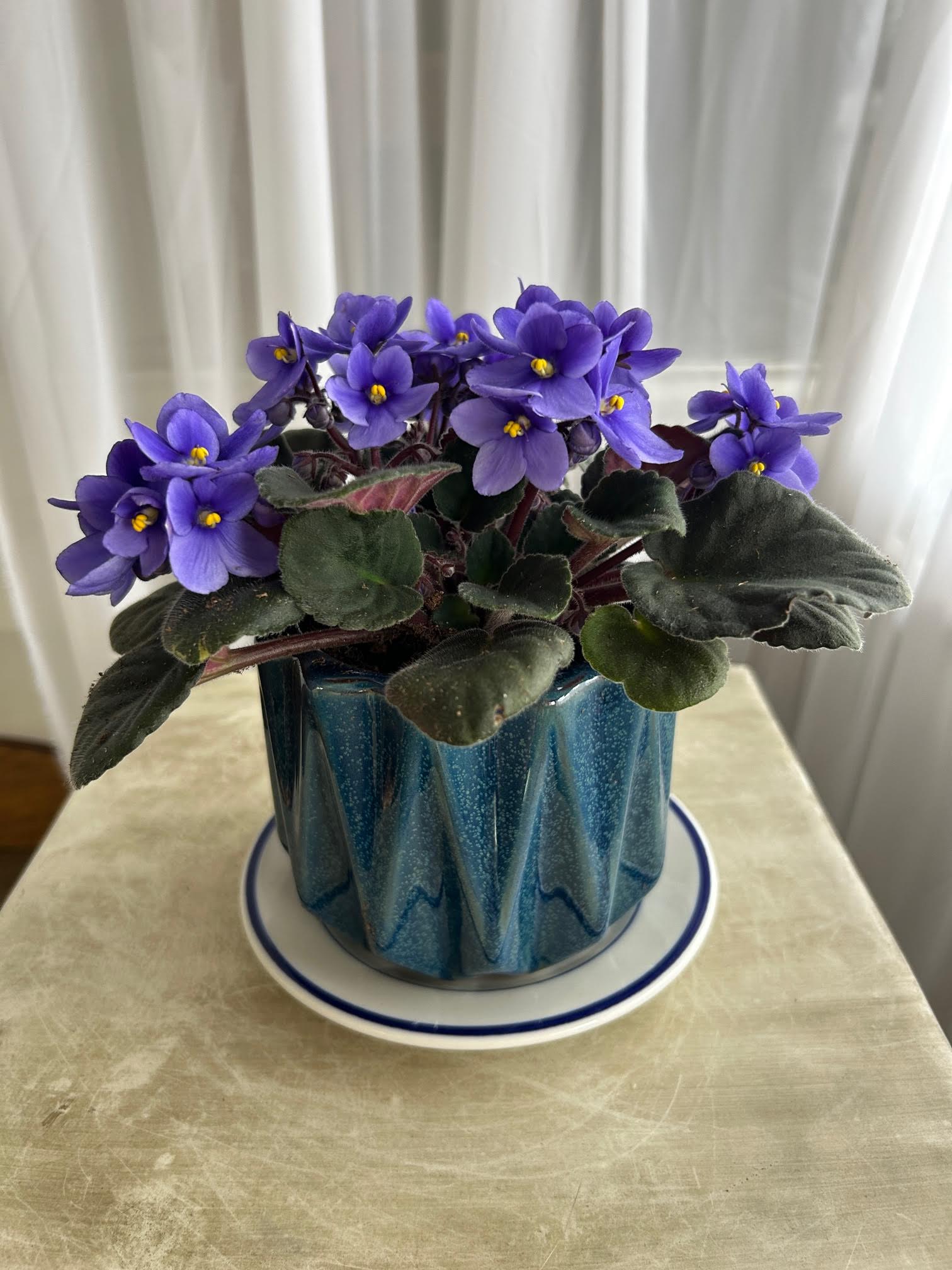 Purple African violet plant in a blue ceramic pot on a saucer