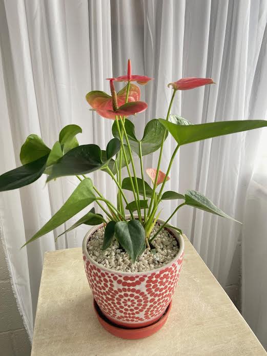 Potted anthurium plant with pink blooms in a patterned ceramic pot