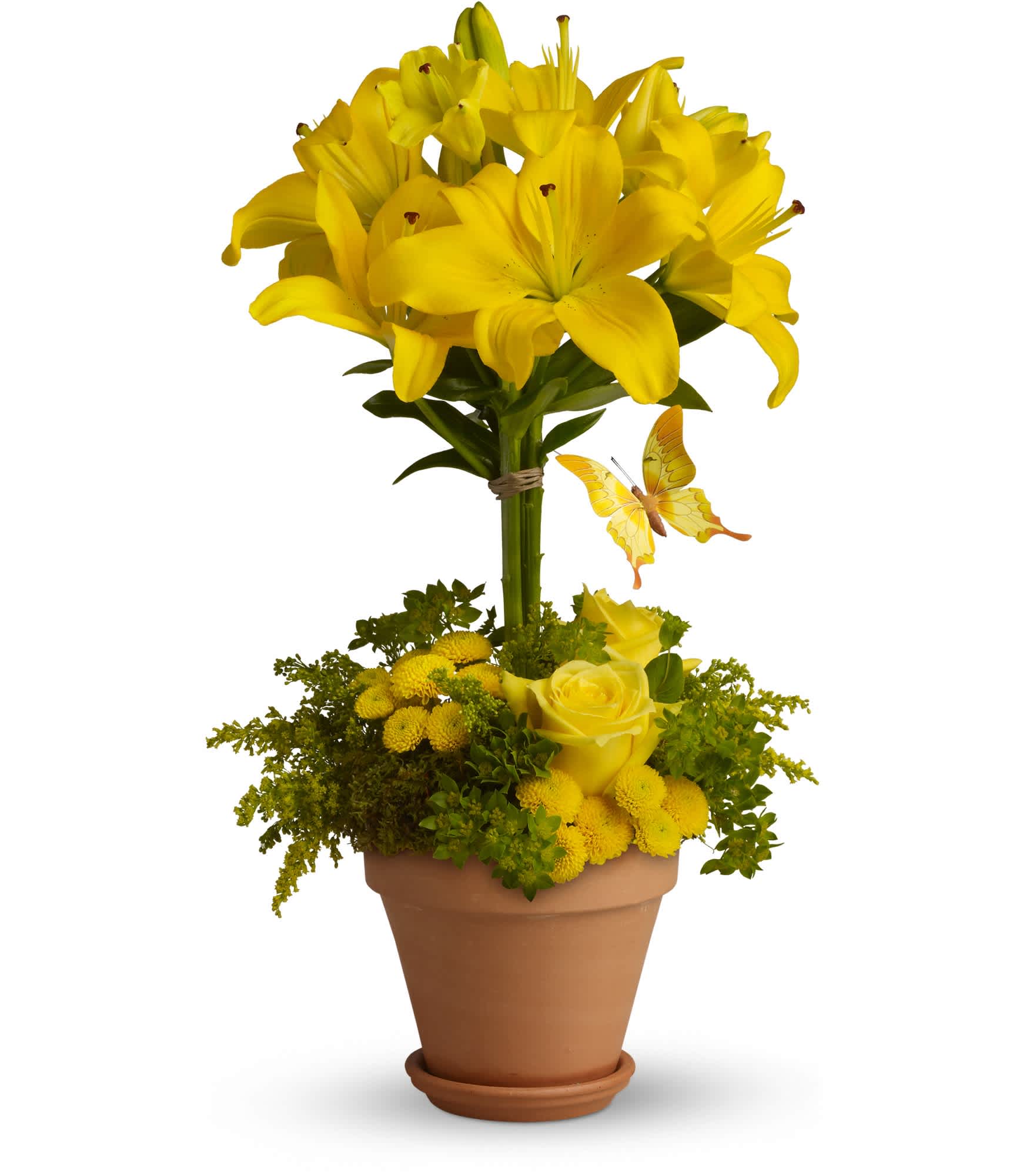 Yellow Fellow - This yellow fellow just can't contain himself. Full of joy and flowers, this bouquet delivers with two tiers of bright yellow blossoms! It's magical, so maybe it's not too surprising that a yellow butterfly has found a way to suspend itself within.    Yellow roses, asiatic lilies and button spray chrysanthemums, solidago and greens delivered in a terra-cotta pot make this topiary extraordinary!    Approximately 12 1/2" W x 21 1/2" H    Orientation: All-Around    As Shown : T56-1A  Deluxe : T56-1B  Premium : T56-1C