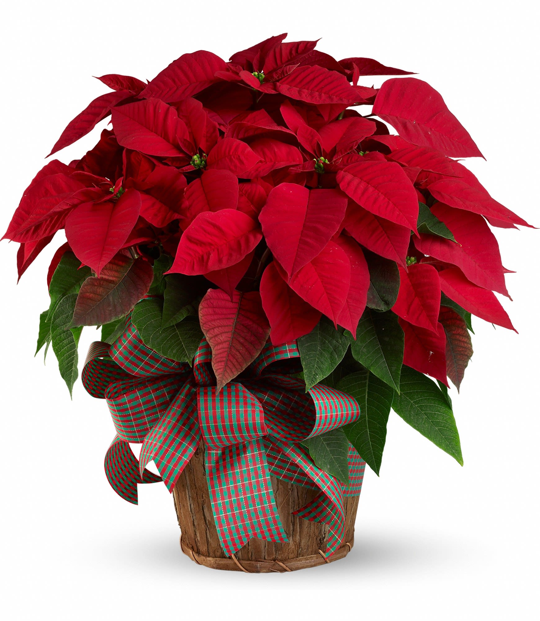Large Red Poinsettia - You'll send a really big Christmas wish when you have this wonderfully large, bright red poinsettia delivered to your family or friends. Poinsettias are a natural gift for the holidays, and this is sure to make a grand entrance!    A large red poinsettia is delivered in a 8" natural container that's all wrapped up with a beautiful red taffeta ribbon. It's a beautifully traditional gift - with a sizable difference!    Approximately 24" W x 25" H    Orientation: N/A    As Shown : T122-3A